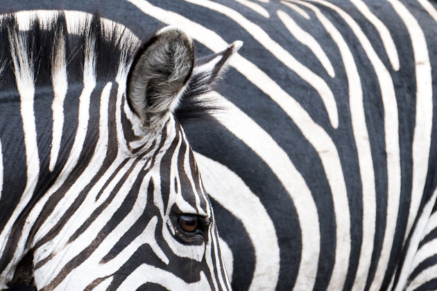 Zebra