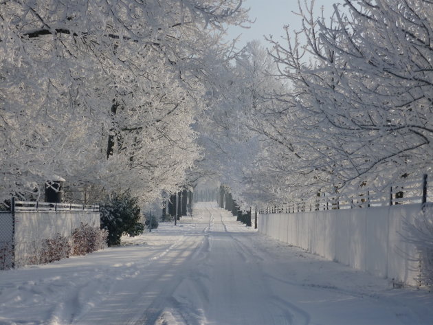 Rosmalen - Hemelse winter-wonder-ochtend