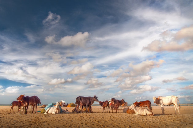 Koeien strand