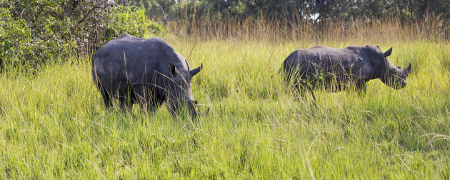 Op neushoornsafari in Oeganda