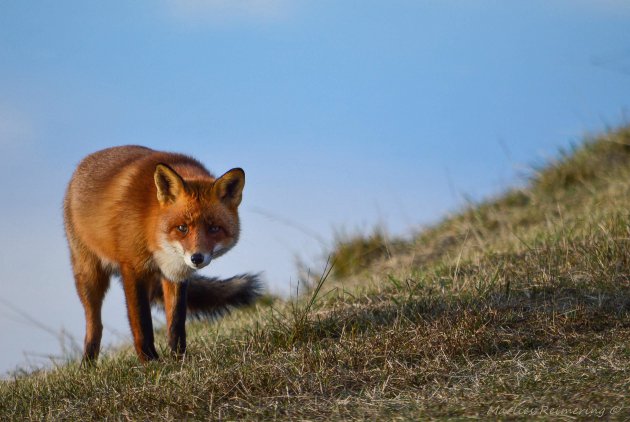 Vosje in de Amsterdamse Waterleiding Duinen