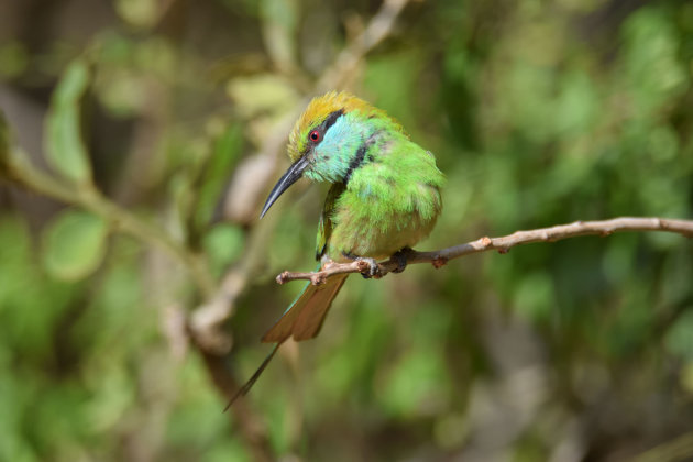 Green Bee-eater (Merops orientalis)