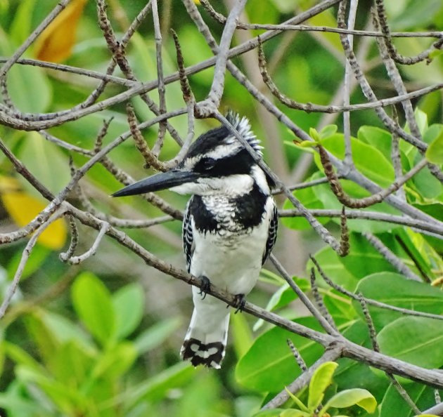 Pied kingfisher