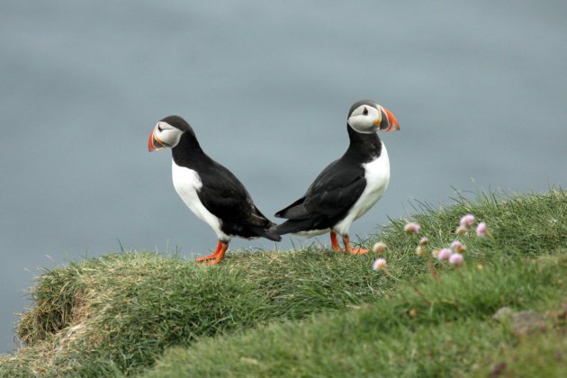 Puffin watch