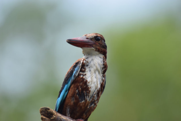 White-throated Kingfisher (Halcyon smyrnensis)