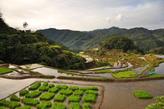 Mooiste rijstterrassen bij Banaue