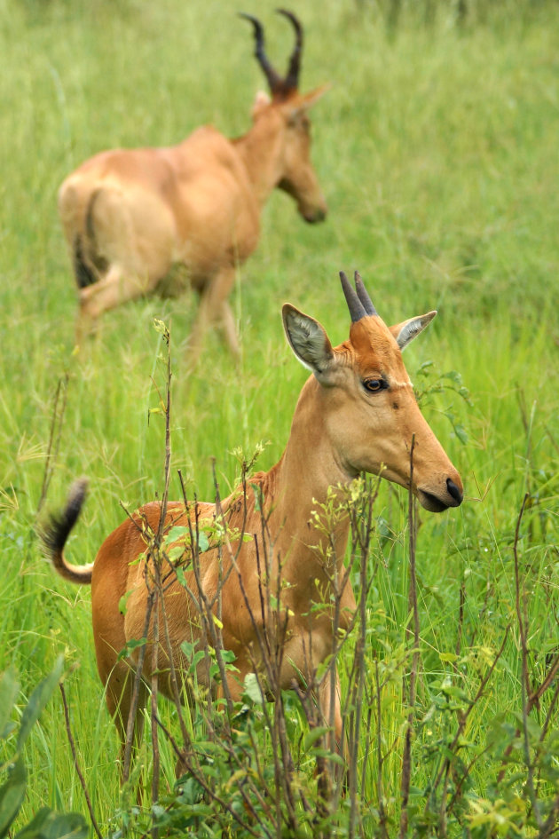 Hartebeesten in Murchison falls