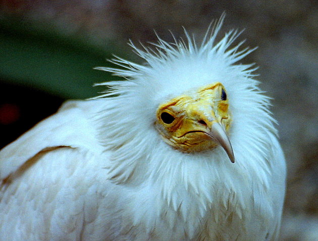 Kleine gier