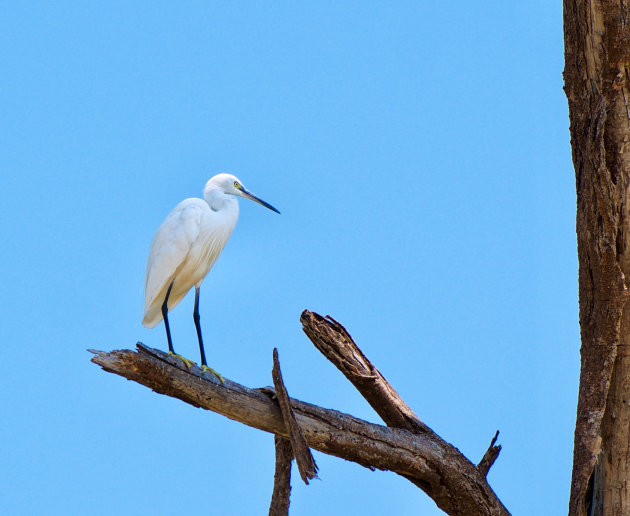 Witte reiger