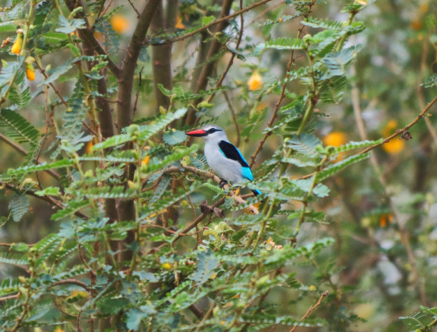 Ijsvogel