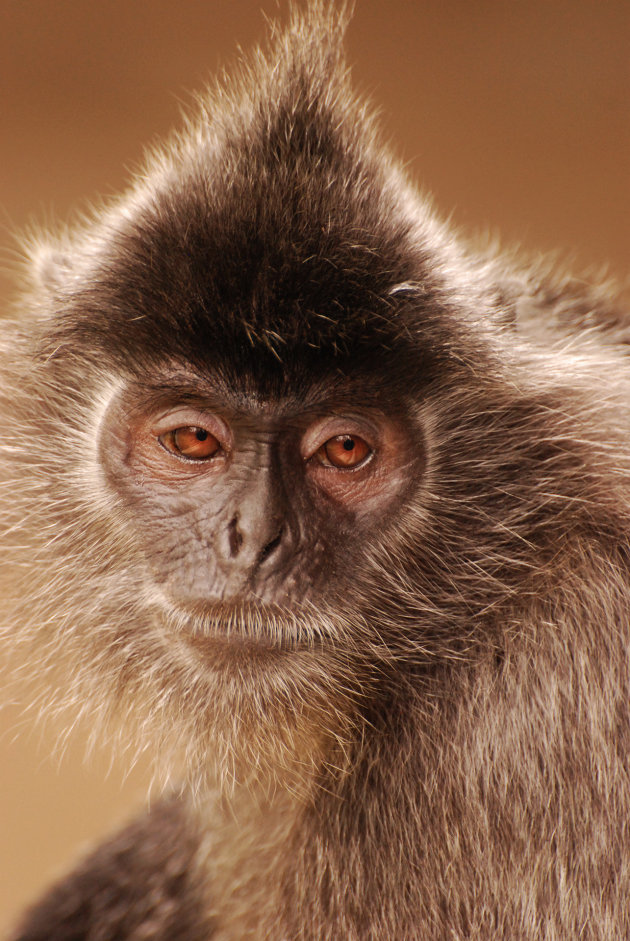 Silverleaf monkey in Sabah