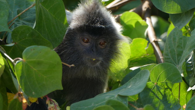 Silver leaf monkey