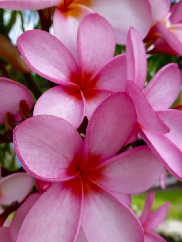 Bali flower