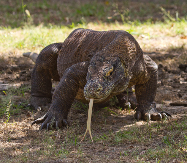 Komodovaraan om bang van te worden