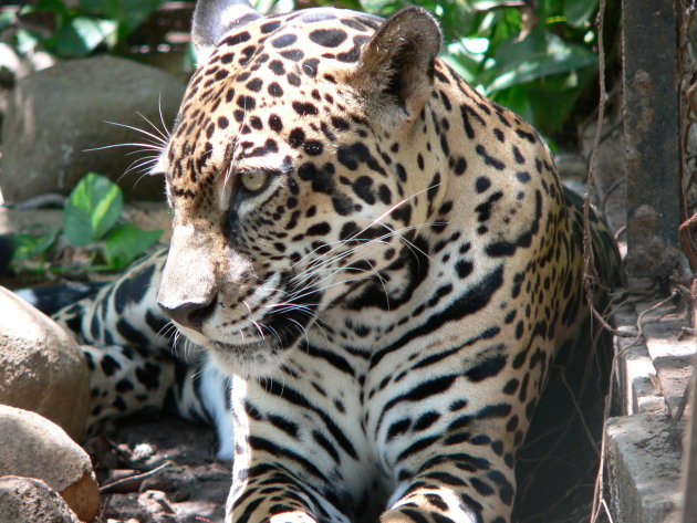 Jaguar