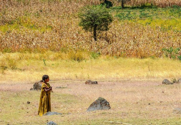 Ambassadeur van Ethiopië