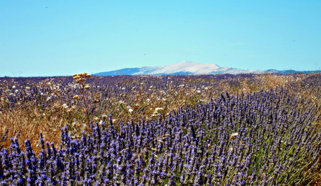 Zee van lavendel