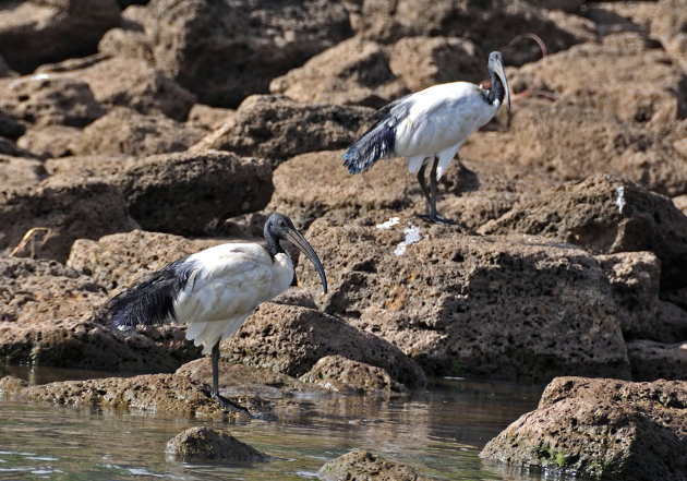 Ibis duo