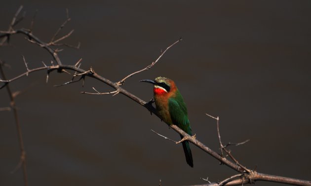 White-fronted Bee Eater