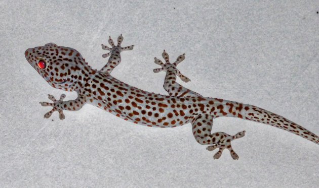 Tokay gekko