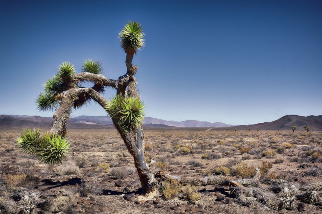 The Joshua Tree