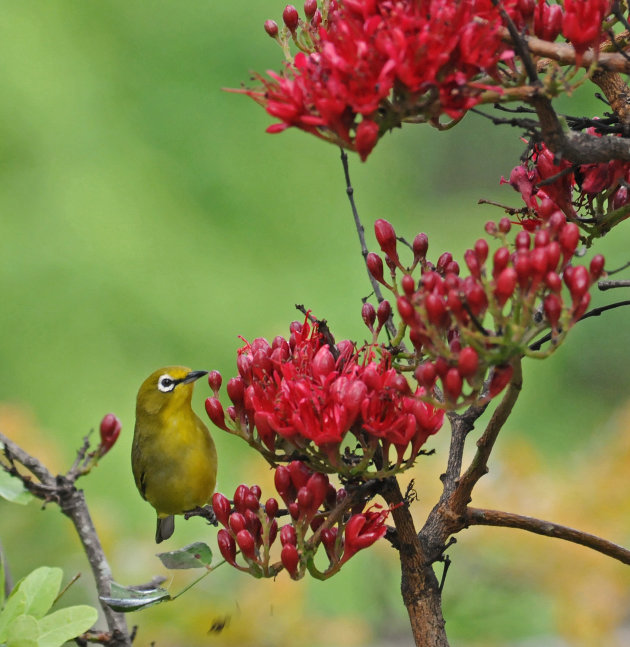 Cape White-eye!