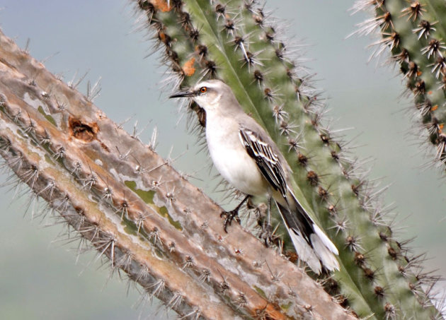 De spotvogel