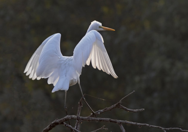 Zilverreiger in Keoladeo National Park