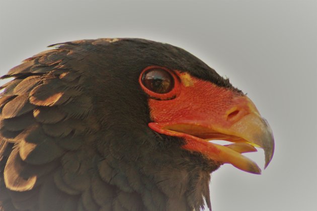 De focus van de bateleur