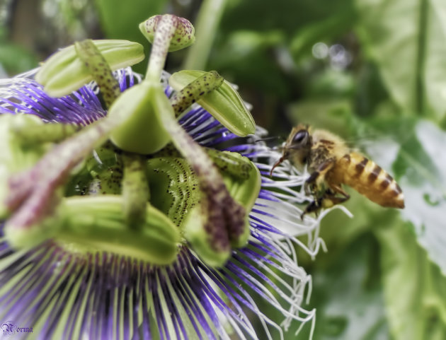 Passie voor de Flora