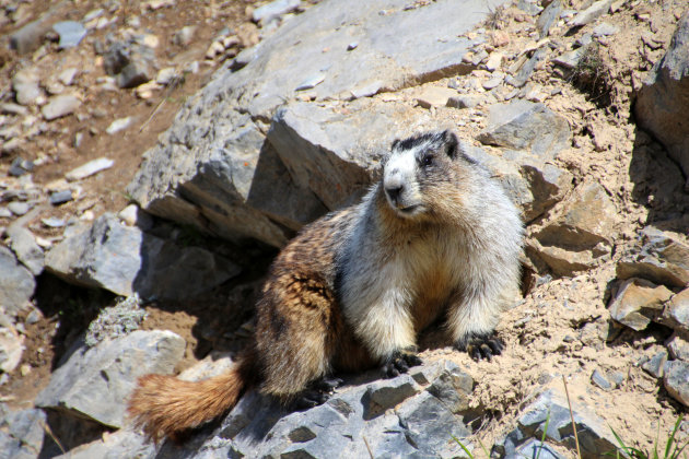 Bergmarmot