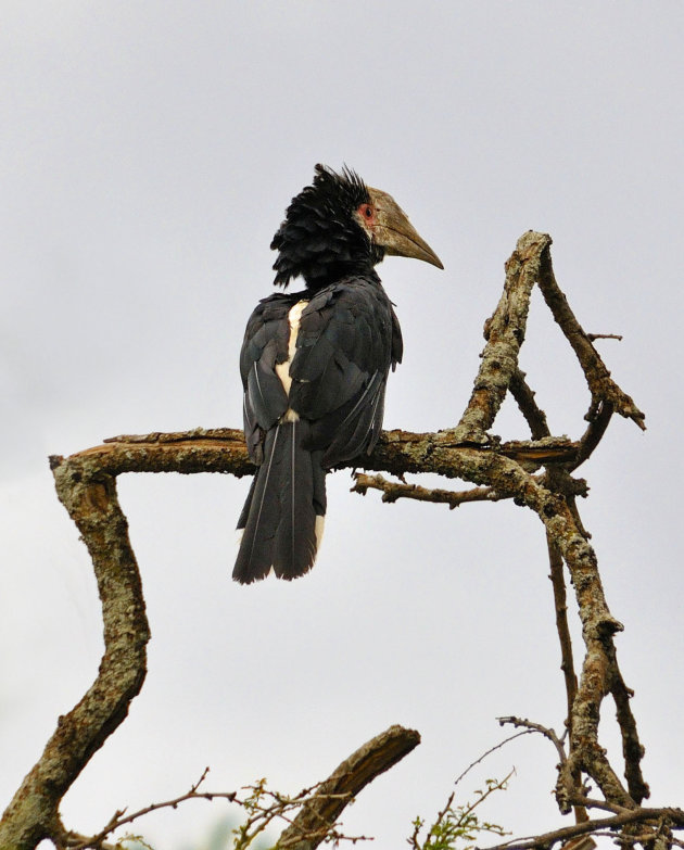 Neushoornvogel?