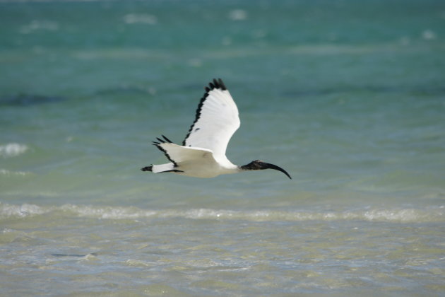 African Sacred Ibis