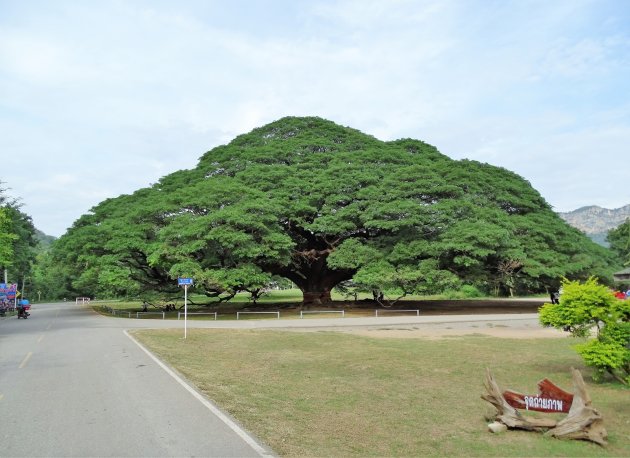 De grootste boom van Thailand.