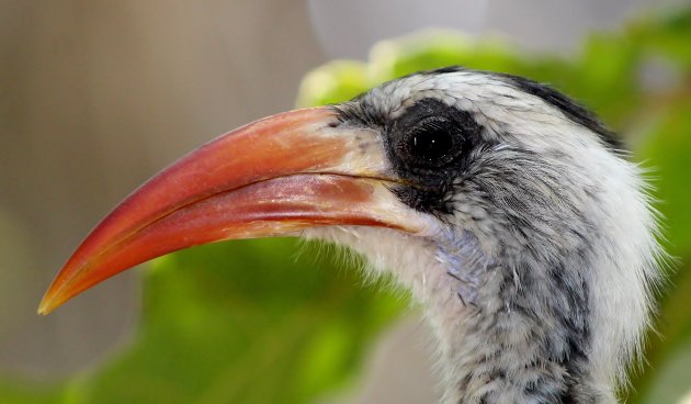 Red-billed Hornbill