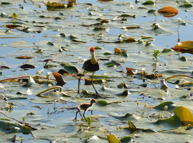 Australische jacana