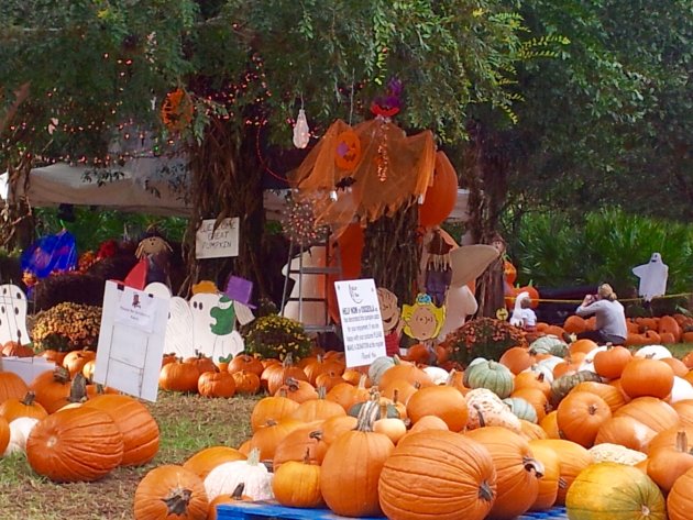 Pumpkin patch