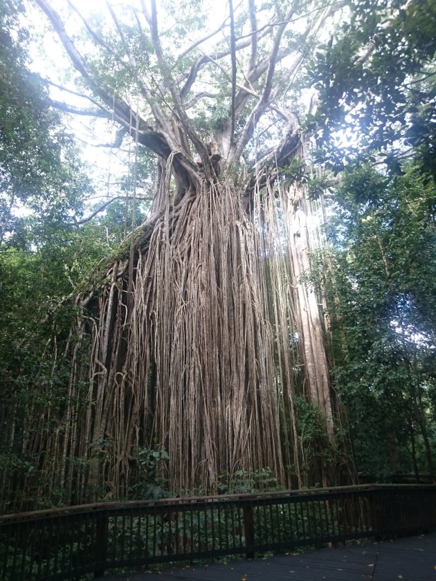 Curtain Fig Tree