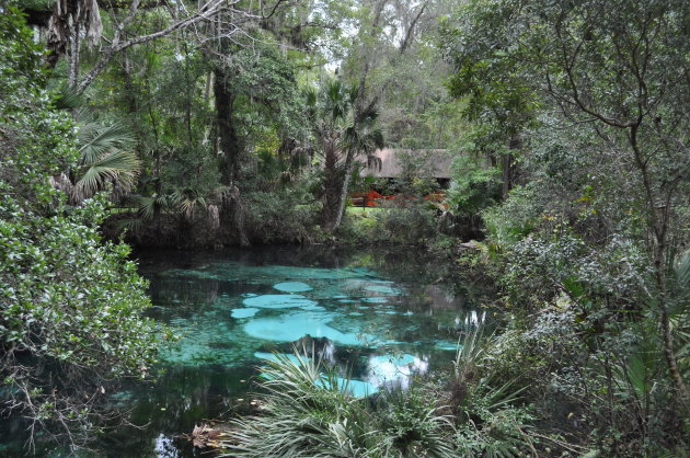 Ocala national forest