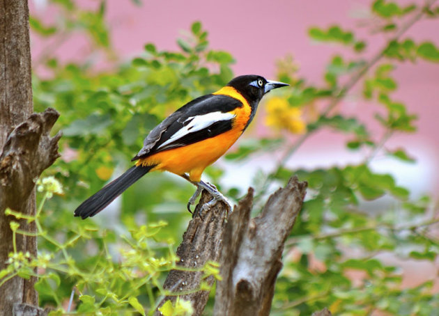 De trupial op Bonaire