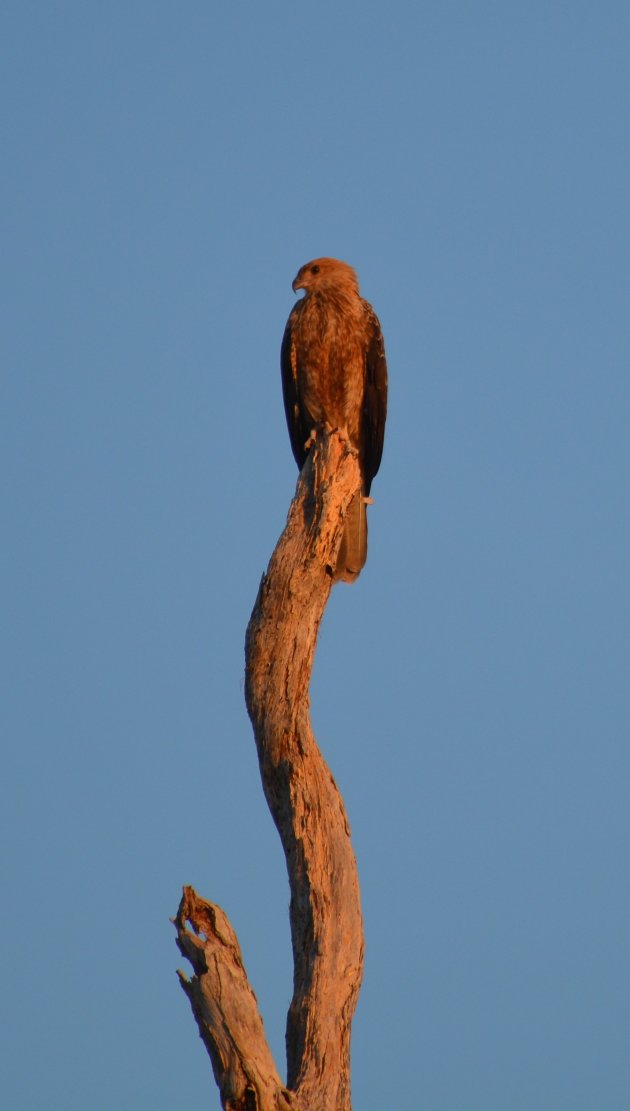 Whistling Kite