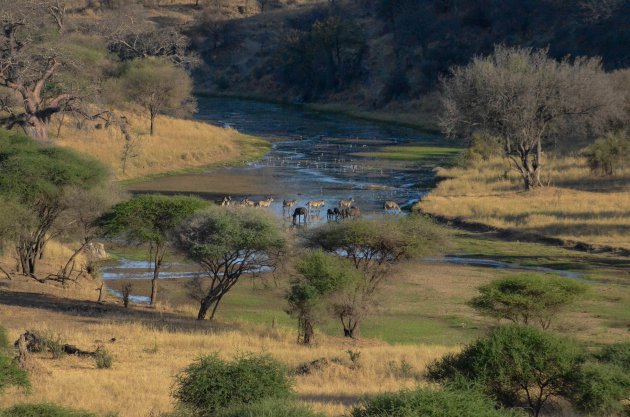 Drinken bij de Tarangire rivier in Tarangire NP