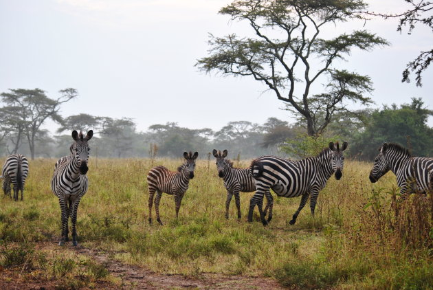 Zebra's in Lake Mburo NP 