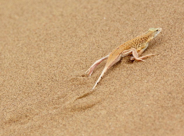 Salamander op de vlucht. 