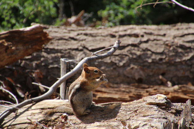 Chipmunk eetmomentje