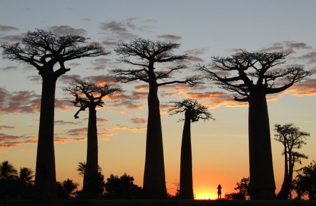 'Allée des Baobabs'
