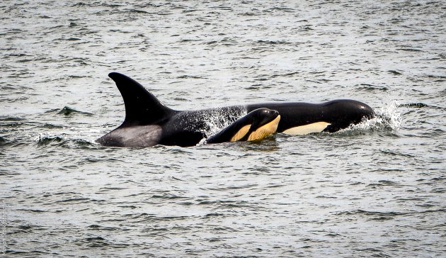 Orka's spotten bij Vancouver (met adresgegevens)