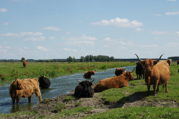 Safari in de Lauwersmeer