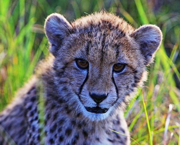 Jonge cheetah