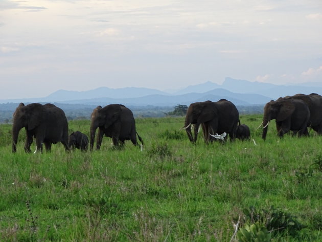 Klein Serengeti 